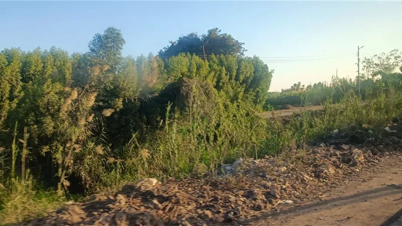 طقس مائل للحرارة نهارا وبارد ليلا بالمنوفية 