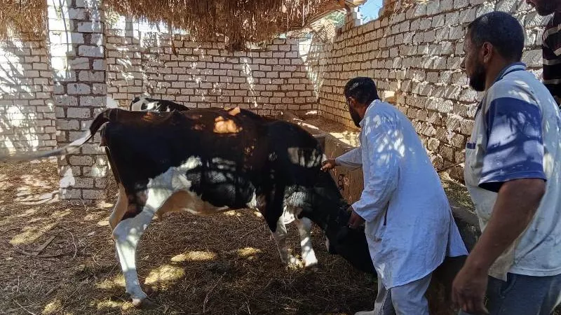 تحصين 233 ألف رأس ماشية بالغربية ضمن الحملة القومية الثالثة