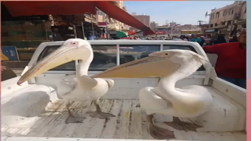 حسين رشاد: حملة بيئية موسعة في السويس لمصادرة طيور البجع المهاجرة|فيديو