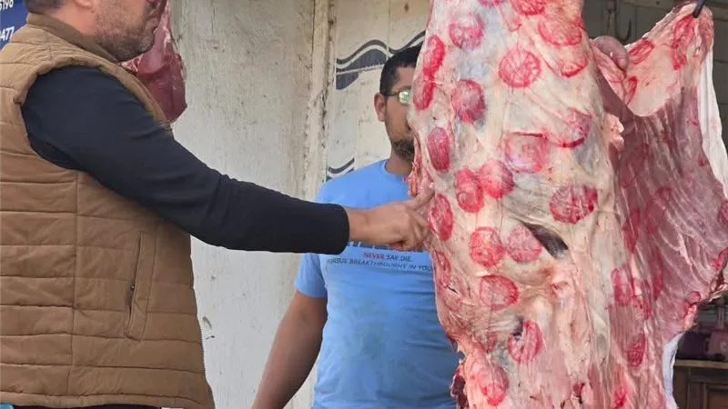 بيطرى كفرالشيخ  ينظم حملة موسعة لتحصين الكلاب ضد السعار