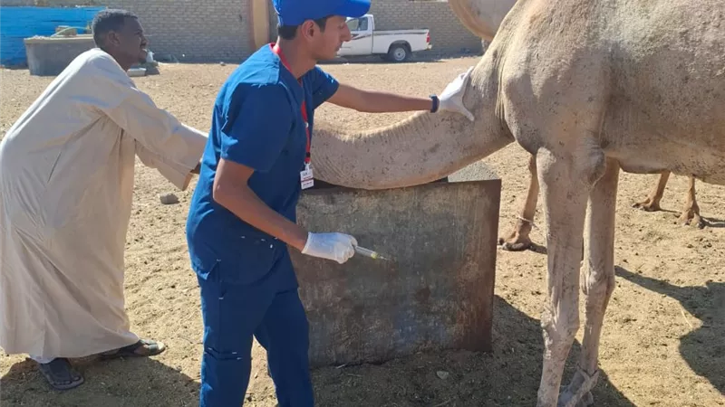 قافلة لجامعة المنصورة في شلاتين لعلاج الأطفال وتحصينات الإبل