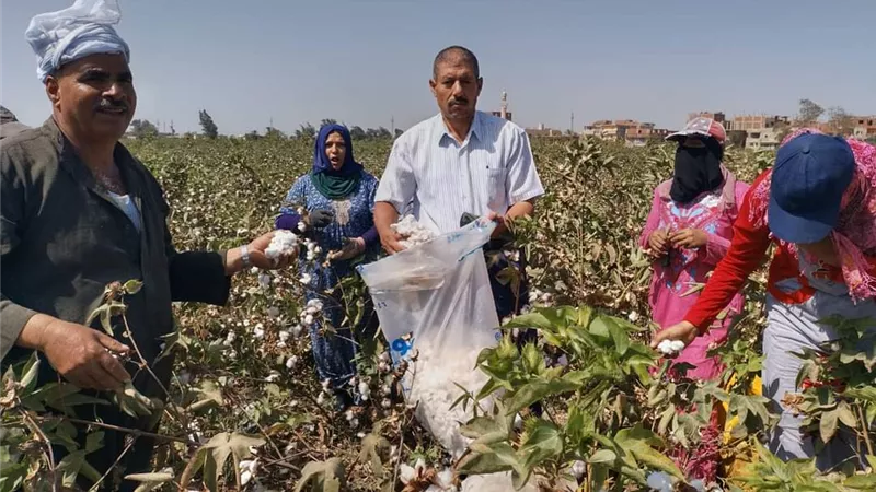 مزارعو الشرقية: أسعار القطن اليوم لا تكفي حتى لتغطية تكلفة الزراعة |خاص  