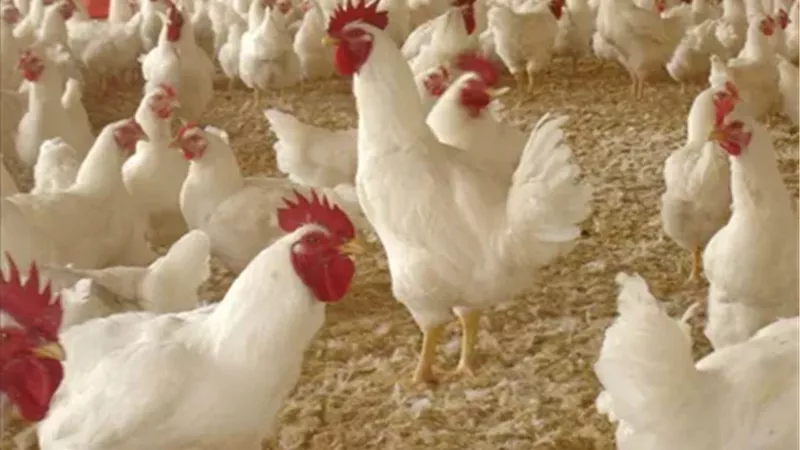 تبدأ من 59 جنيها.. أسعار الفراخ بعد آخر تراجع
