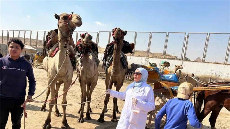 الجيزة تطلق حملة بيطرية واسعة لصحة خيول وجمال المنطقة الأثرية