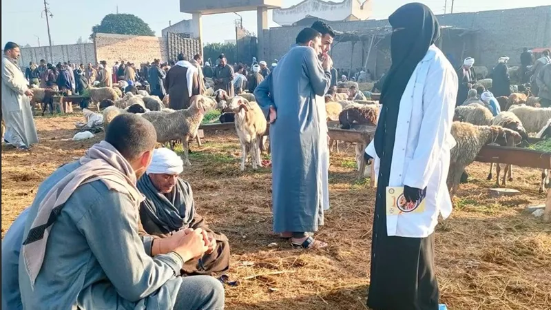بيطري الشرقية: متابعة المواشي بالأسواق والتأكد من تحصينها ضد حمى القلاعية