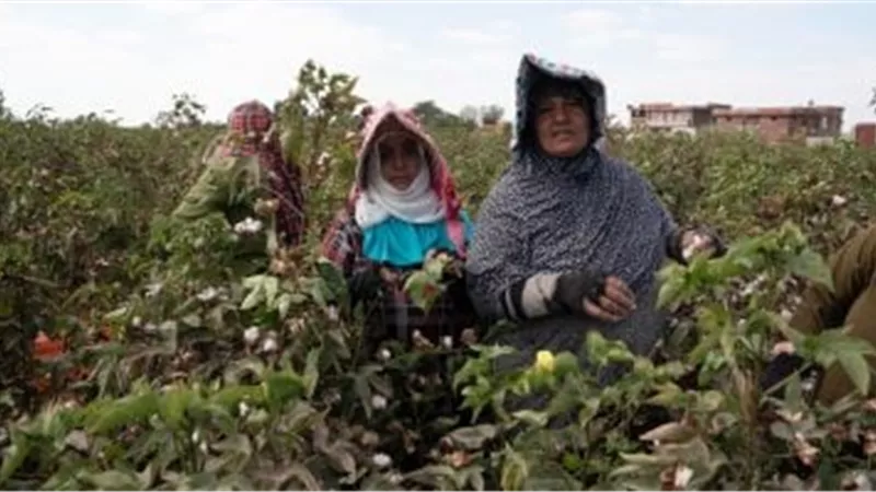 مزارعو الغربية يحتفلون بحصاد القطن ويستعدون لمزاد الذهب الأبيض