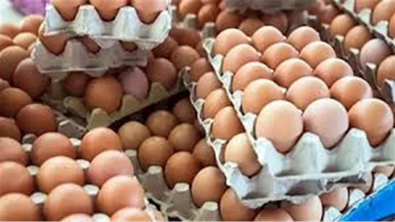  بورصة الدواجن: تراجع أسعار البيض صباح اليوم الخميس