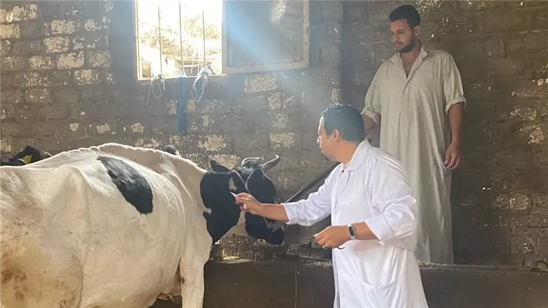 تحصين 6037 رأس ماشية للوقاية من الأمراض الوبائية بسوهاج