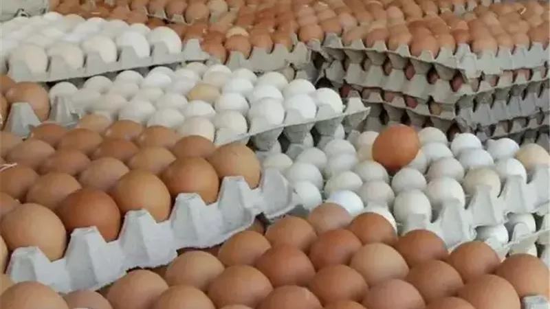 ارتفاع سعر البيض اليوم في بورصة الدواجن والأسواق المحلية