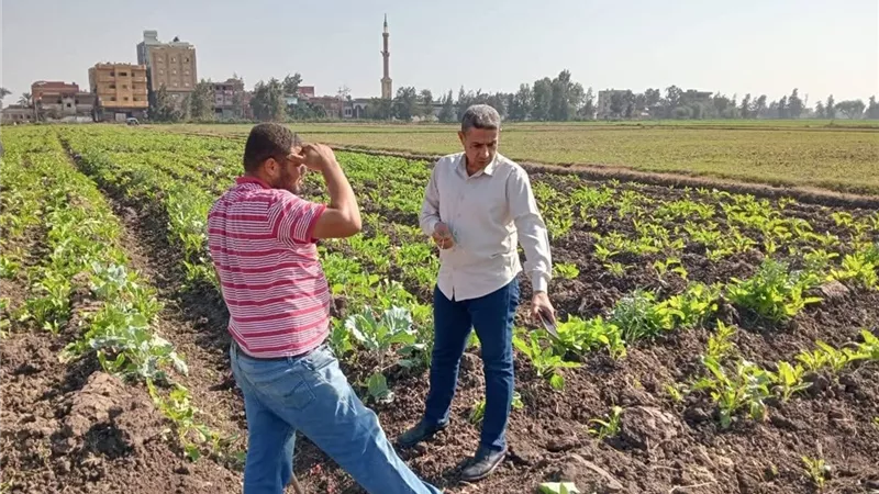 وكيل زراعة كفر الشيخ يتابع زراعات محصول البنجر والقمح بالمحافظة |صور