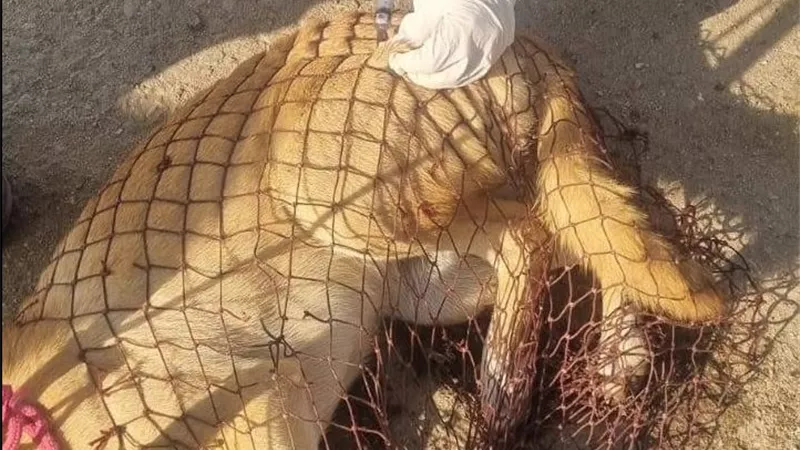 بيطري الشرقية يعلن تطعيم الكلاب بلقاح ضد مرض السعار|صور 