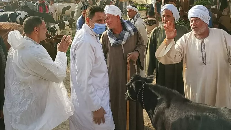 جهود بيطرية مكثفة بالفيوم لحماية الثروة الحيوانية ومواجهة الأمراض الوبائية