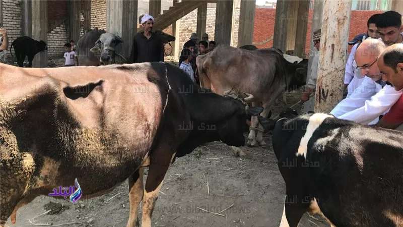 تحصين 270 ألف رأس ماشية ضمن حملة حماية الثروة الحيوانية بالغربية