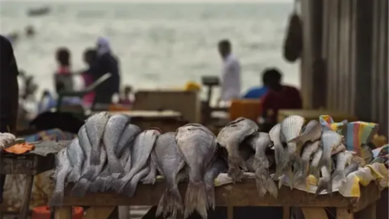 أسعار الأسماك مستقرة.. البلطي بـ 72 والجمبري يصل لـ770 جنيها