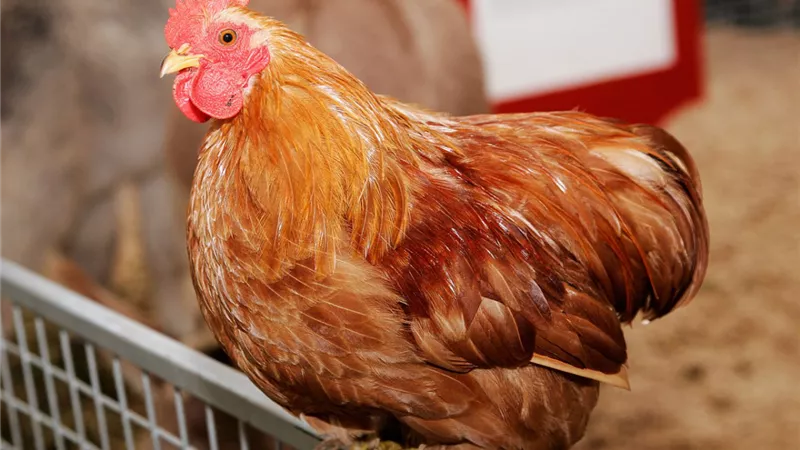  ارتفاع الفائض من الإنتاج المحلي للدواجن بالسوق المصري لـ 20%