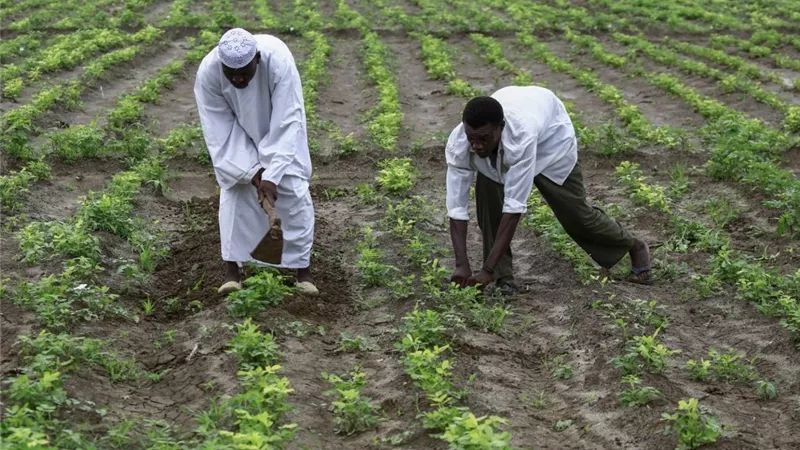 القطاع الزراعي السوداني يواجه انهيارًا بسبب نزوح الأيدي العاملة