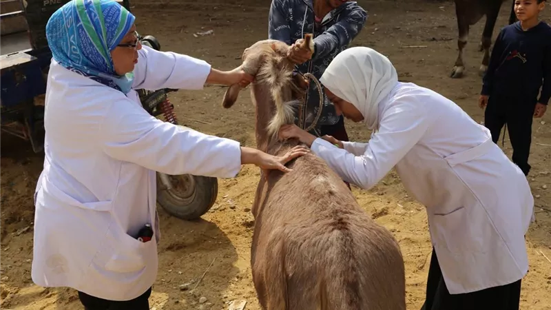 جامعة الفيوم تنظم قافلة بيطرية بوحدة المعصرة بقرية البرمكي