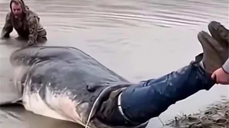 نجاة شخص بأعجوبة ابتلعته سمكة ضخمة |فيديو