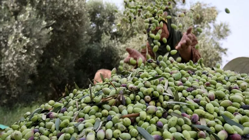 مركز البحوث الزراعية: زيتون سيناء يتفوق عالميا في القيمة العلاجية| فيديو