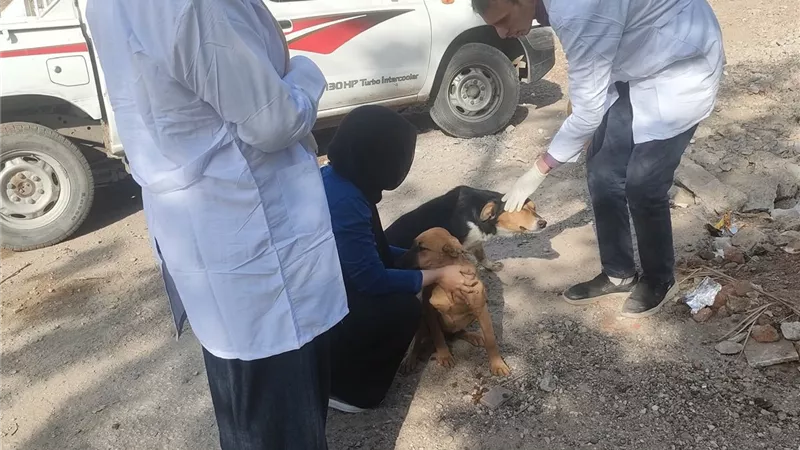 تحصين الكلاب ضمن خطة الطب البيطرى للقضاء على السعار ببني سويف