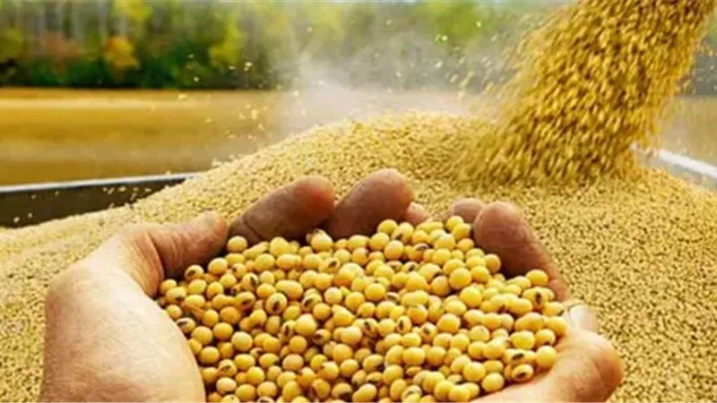 الصين تستورد 8 ملايين طن من فول الصويا الأمريكي خلال 2025