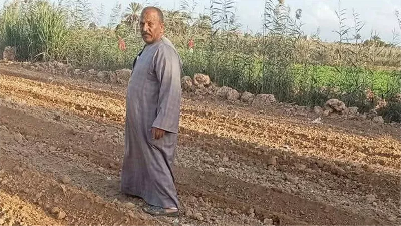 الذهب الاصفر.. 10 توصيات لمزارعي الإسكندرية مع بدء زراعة القمح