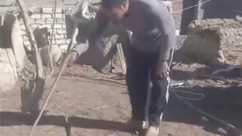 لدغتهم الثعابين والعقارب.. مستشفى صدر المنيا تنقذ 4 حالات حرجة خلال 10أيام