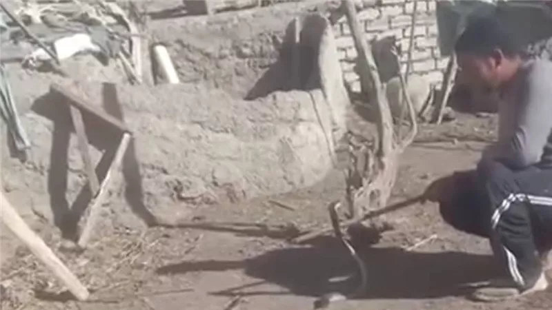 نجا من موت محقق.. استقرار الحالة الصحية لضحية «الكوبرا» بالفيوم  