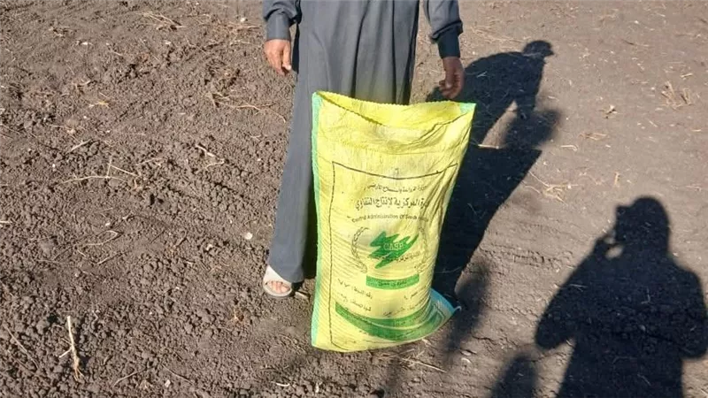 وكيل زراعة كفر الشيخ يتابع ندوات القمح الإرشادية