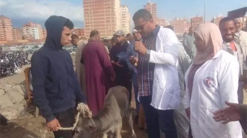 إدارة الطب البيطري بكفرالشيخ:  متابعة الحالة الوبائية لسوق روينه