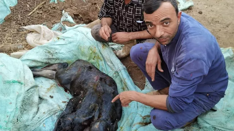 ولادة عجل مزدوج الرأس في عملية قيصرية نادرة ببني سويف| صور