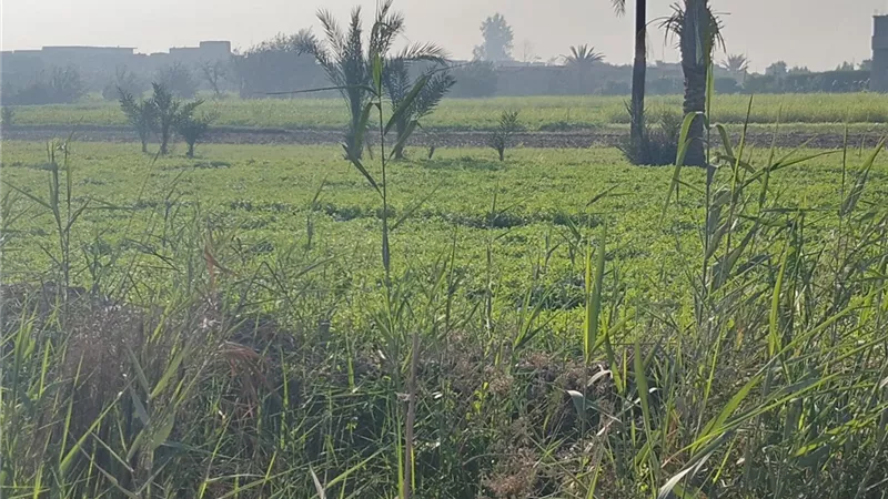 شمس ساطعة واعتدال بالجو.. استقرار حالة الطقس في الفيوم