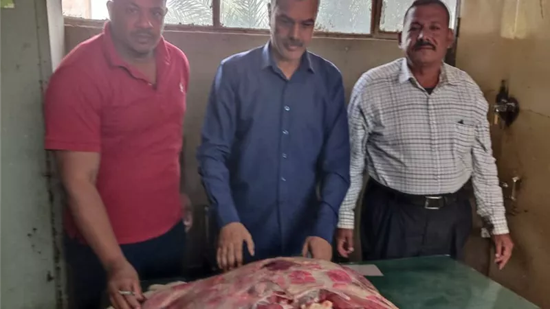 ضبط لحوم مذبوحة خارج المجزر ومخالفات في حملة تموينية بقنا