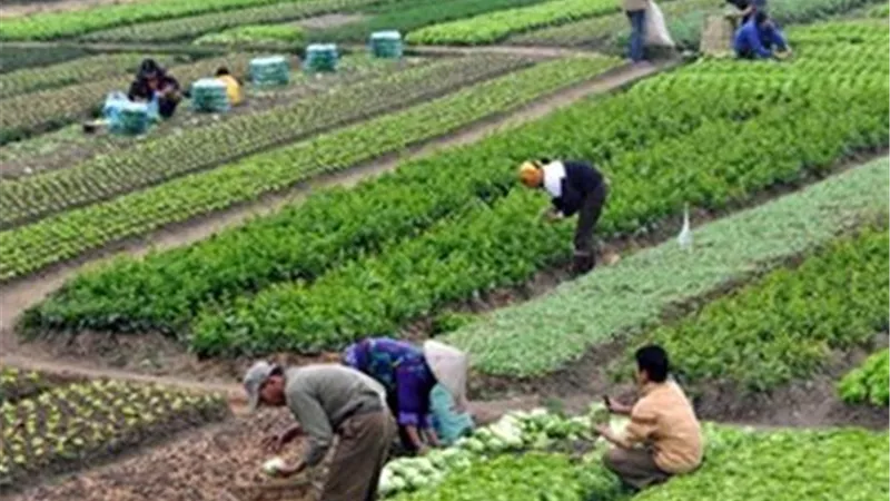 التكنولوجيا في خدمة الزراعة.. كيف يستفيد الفلاح من التطبيقات الحديثة ؟|خاص