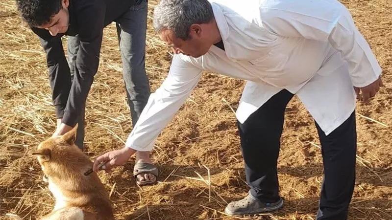 248 ألف رأس محصنة بكفر الشيخ.. البيطريون يواصلون التصدي للحمى القلاعية