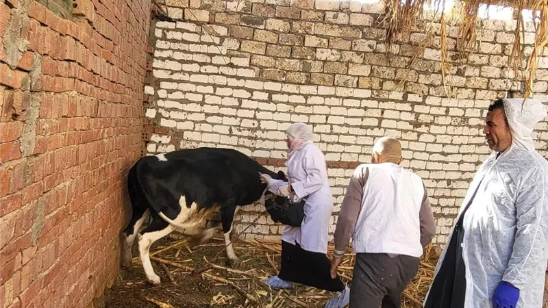  قوافل بيطرية مجانية تجوب قرى الفيوم لدعم صغار المربين