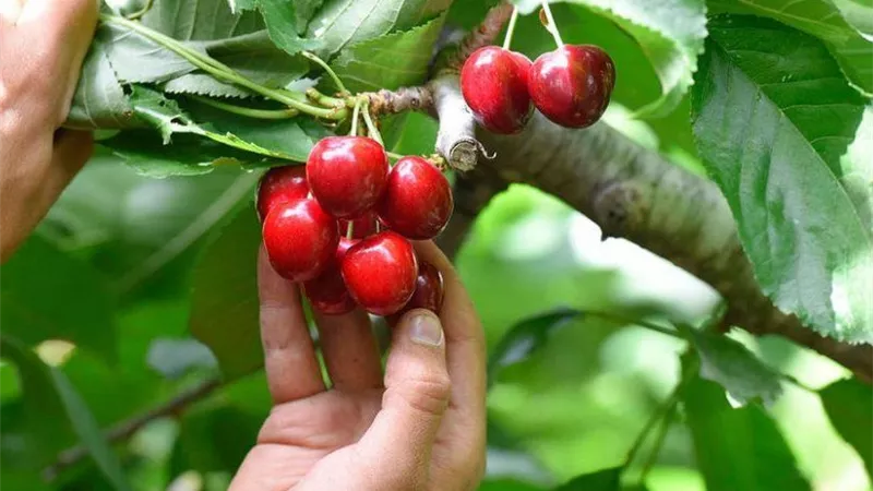 ما حكم بيع الثمار قبل نضجها؟.. دارالإفتاء تجيب