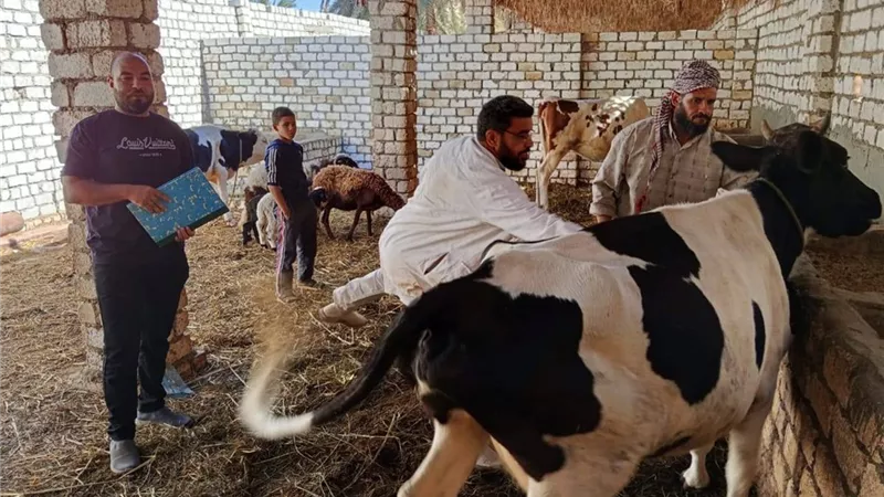 تحصين 200 ألف رأس ماشية بالجيزة ضمن الحملة القومية للثروة الحيوانية