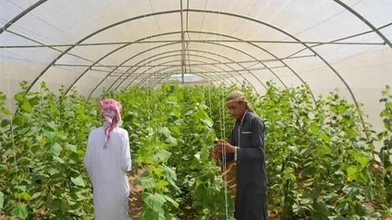 ثورة زراعية ذكية.. إطلاق أول مكتبة إلكترونية للإرشاد الزراعي|فيديو