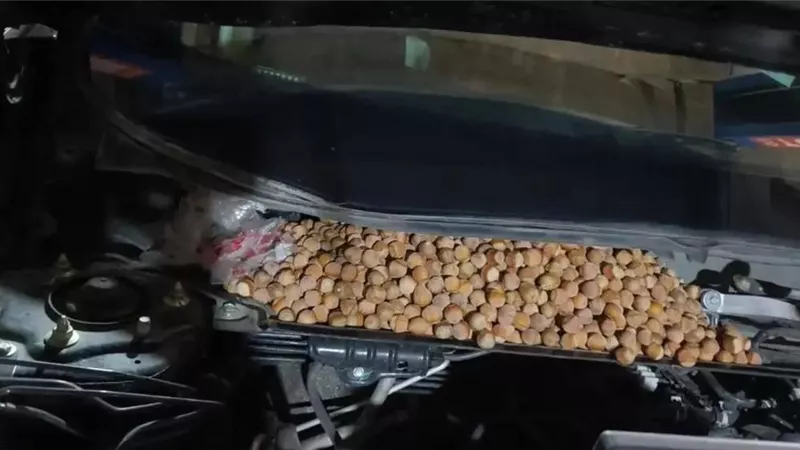 سائق صيني يكتشف مفاجأة غريبة داخل سيارته بسبب الفئران