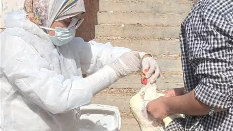 سحب عينات ما قبل البيع بمزارع الدواجن في الوادي الجديد