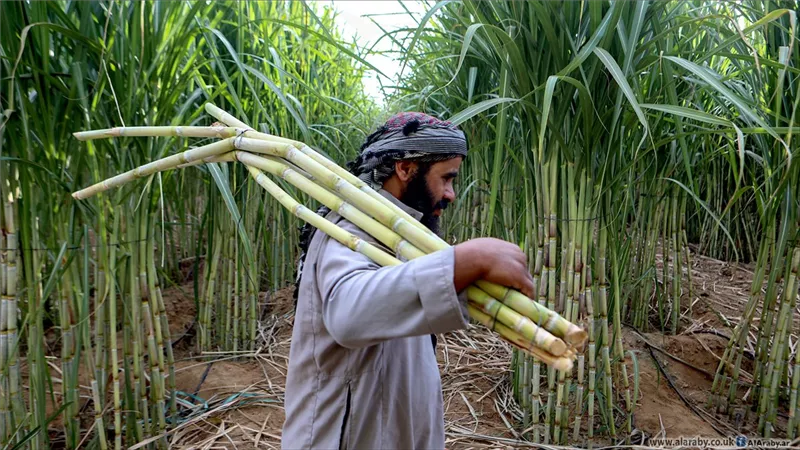 أسعار السكر تهبط في مصر لأدنى مستوى منذ عامين| خاص