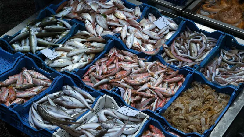 البلطي يسجل 63 جنيها.. أسعار الأسماك اليوم 5 ديسمبر