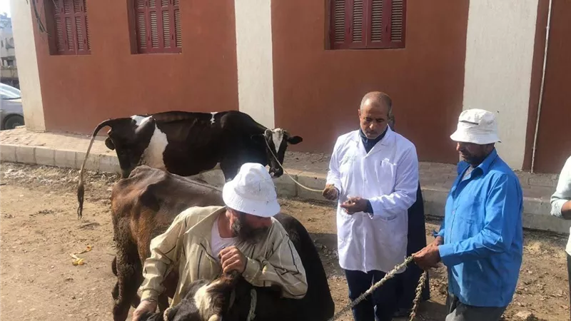وكيل بيطري كفرالشيخ يتابع حملات التحصين والحالة الوبائية بالأسواق ميدانيًا