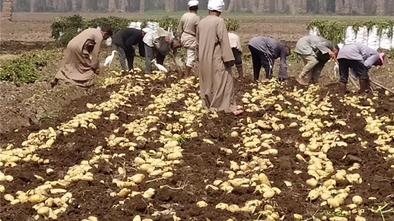 بسبب انخفاض الأسعار.. نقيب الفلاحين يحذر من أزمة بطاطس الصيف المقبل|خاص