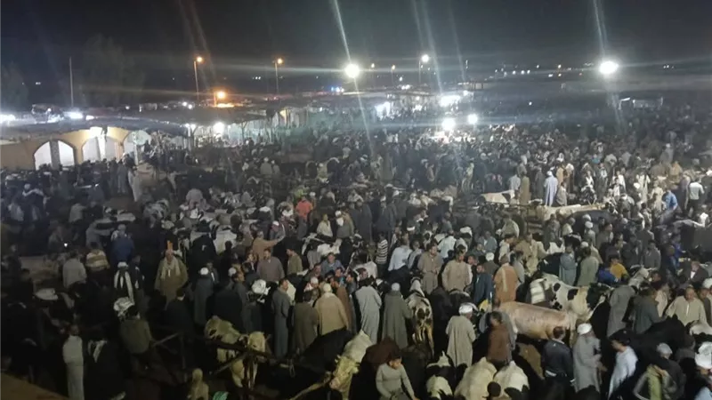 جهود مكثفة لتطوير الخدمات وتوفير بيئة منظمة وآمنة بسوق دمنهور للمواشي