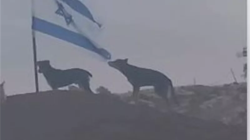 المنبوذون في الأرض.. كلب يمزق علم الاحتلال في بيت لحم |فيديو