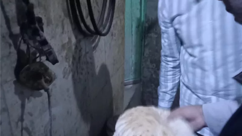 محافظ كفر الشيخ: تحرير محضرين تموينيين لضبط مخالفات بمركز الرياض