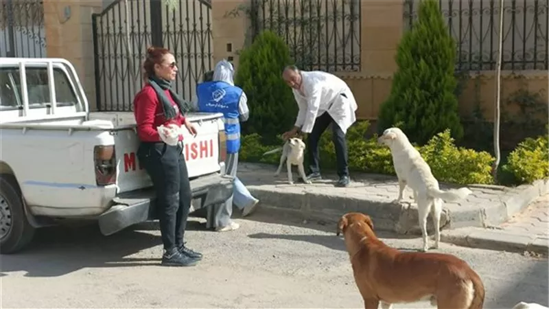 حملة مكبرة لتطعيم الكلاب الضالة ضد السعار بمدينة العبور حفاظًا على الصحة 