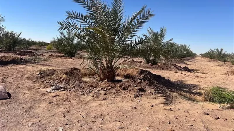 زراعة الوادي الجديد تنتهي من حصر النخيل وتسجل 4 ملايين نخلة